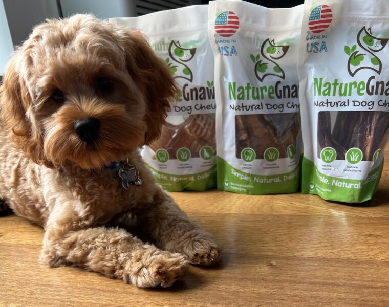 Ares the Cockapoo and Nature Gnaws all-natural dog-treats